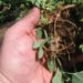 Nodulation of cool season legumes in cotton systems