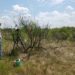 Tian Zhang measures gas exchange from a mesquite partially-top killed by herbicide.