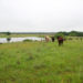 well-managed AMP grazing ranches in Henrietta, TX