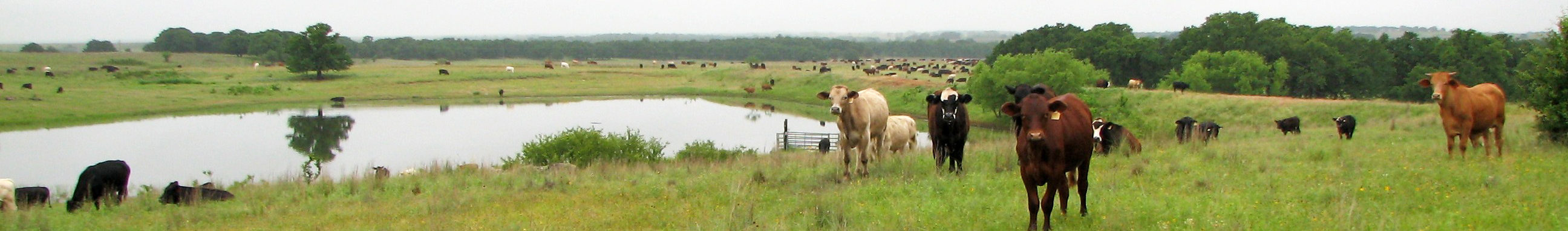 well managed grazing land