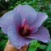 Another example of a novel, bluish color in winter-hardy hibiscus.