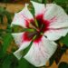 Dual-colored flowers are less common in winter-hardy hibiscus, and this hybrid takes it to a new level.