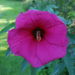 A very rare, magenta-colored flower of a winter-hardy hibiscus hybrid.