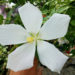 An improved version of white Texas Star hibiscus.