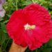 One of our goals is to create hibiscus flowers with red petals and white eye. The white eye trait is highly correlated with pink petal colors; thus, it not easy to transfer the white eye trait to red flowers.