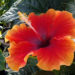 Warm, summer colors of flowers are very sought for in tropical hibiscus.