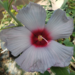 White hibiscus with red center
