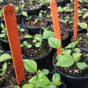 Guar seeds germinating in individual cups with an orange marker