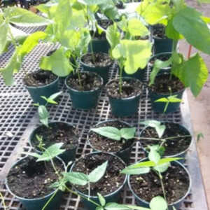 Tepary Beans germinating in individual containers