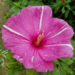 Pink hibiscus with white stripes