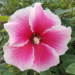 Pink hibiscus with white border