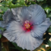 Gray and blue hibiscus