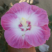 purple hibiscus with white center
