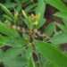 Pigeon peas flowering