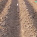 Conventional tillage cotton system