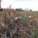 Emerging cover crops in cotton