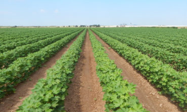 Cotton Fields