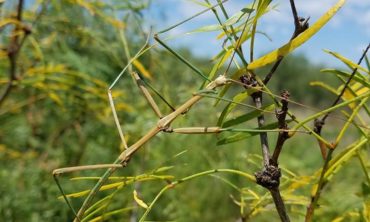 A walking stick finds cover among similarly-colored mesquite foliage.