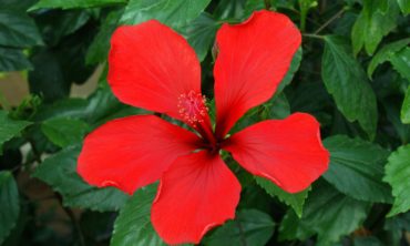 An example of a more “primitive” form of tropical hibiscus.