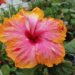 An example of a dual-colored tropical hibiscus hybrid.