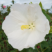 White hibiscus