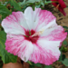 White and pink hibiscus